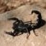 SKORPION MS