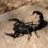 SKORPION MS