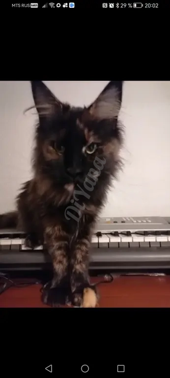 Пропала домашняя кошка