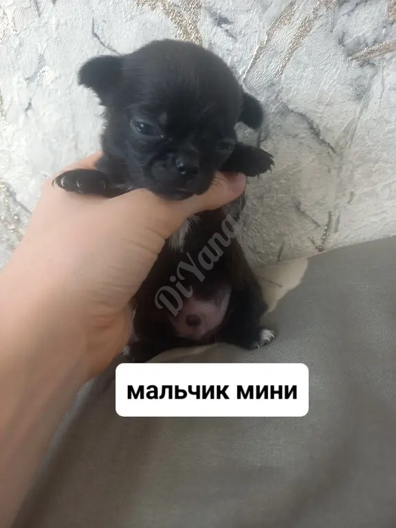 Продам щенят чихуахуа