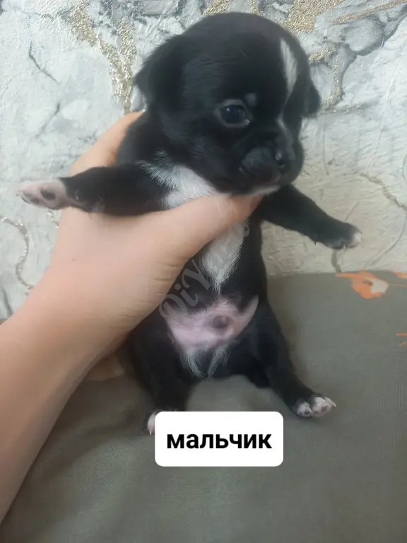 Продам щенят чихуахуа