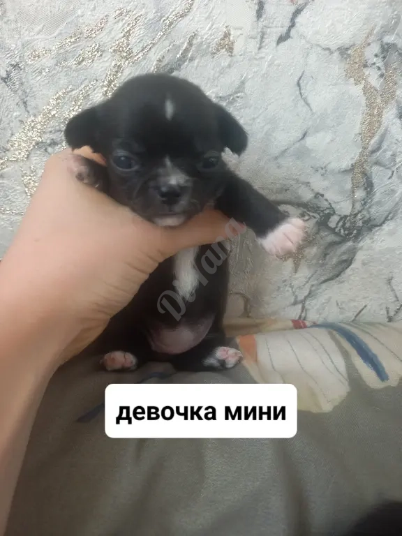 Продам щенят чихуахуа