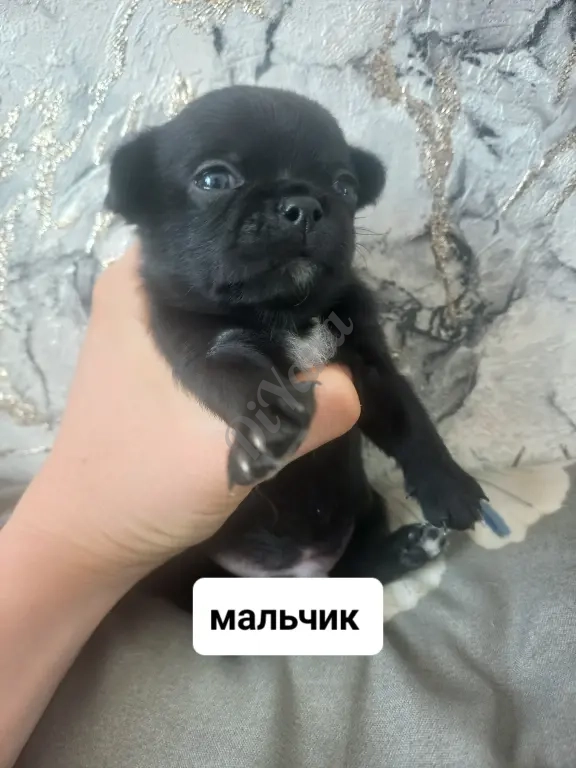 Продам щенят чихуахуа