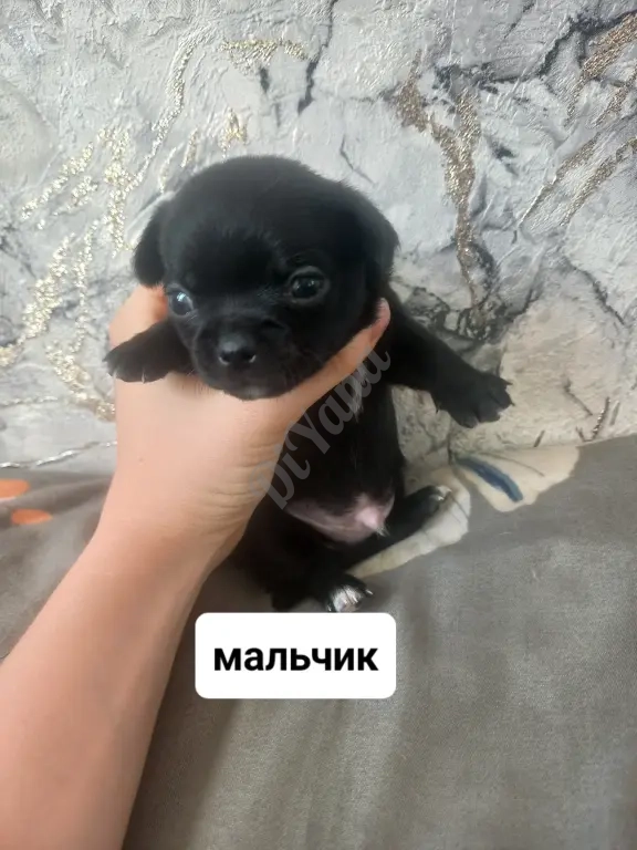 Продам щенят чихуахуа