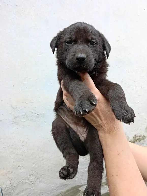 Щенки в добрые руки