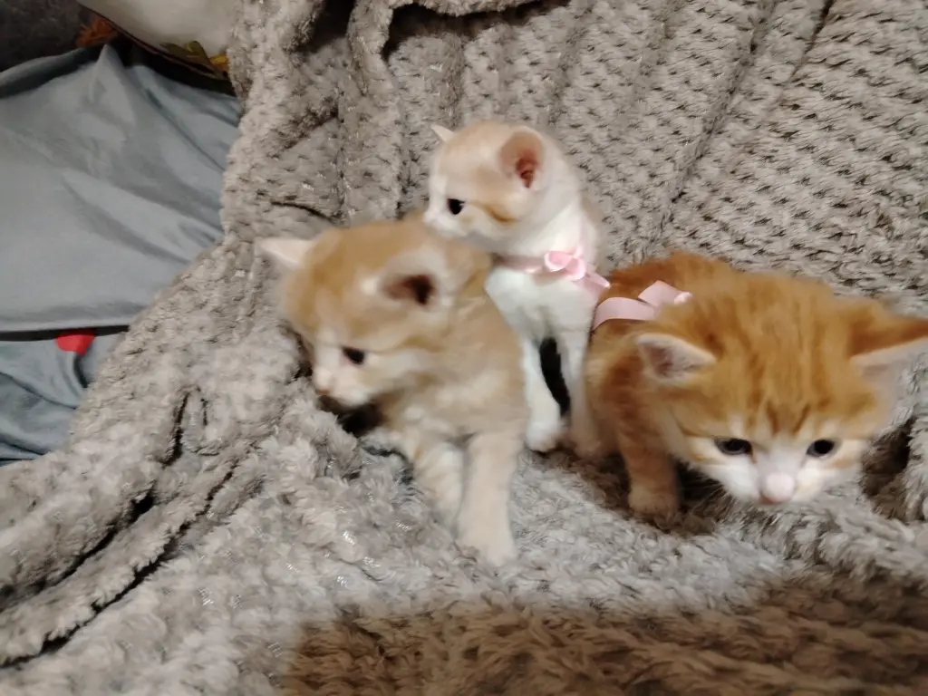 Отдаю котят в добрые руки