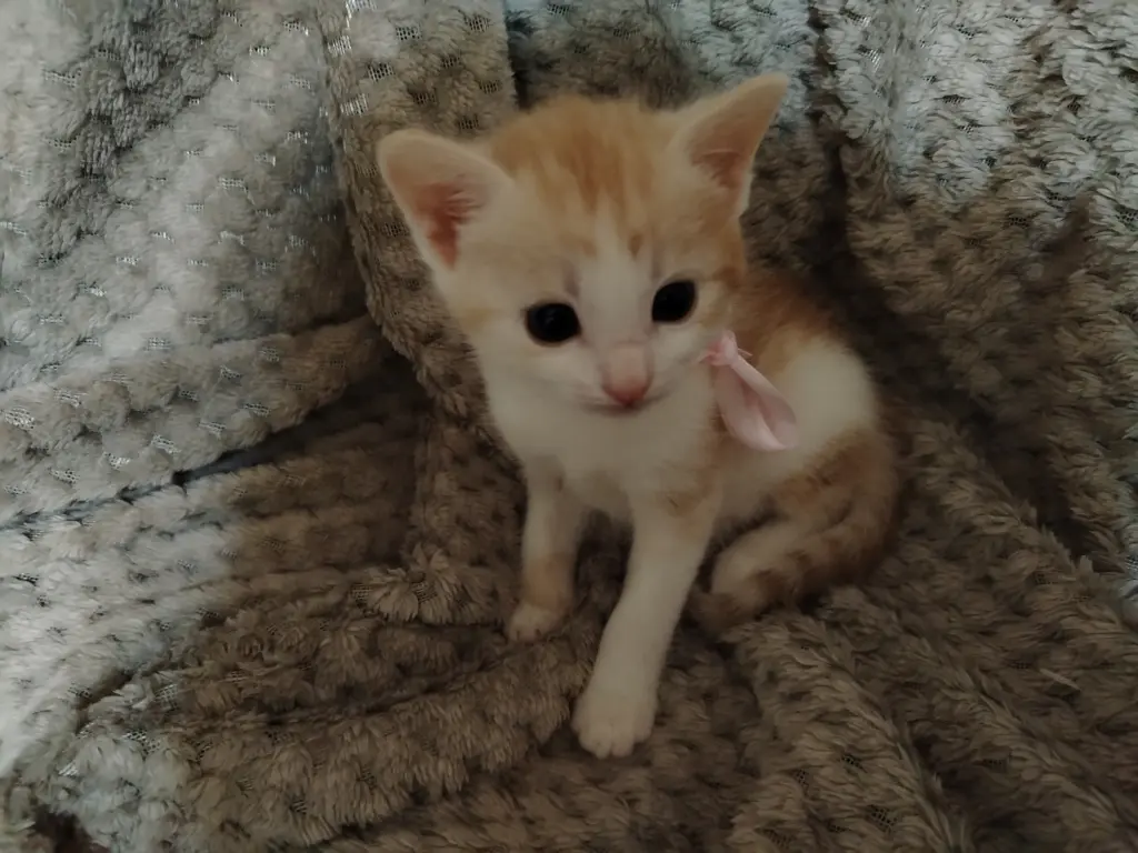 Отдаю котят в добрые руки