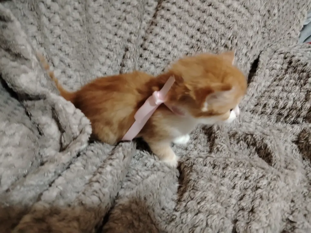 Отдаю котят в добрые руки