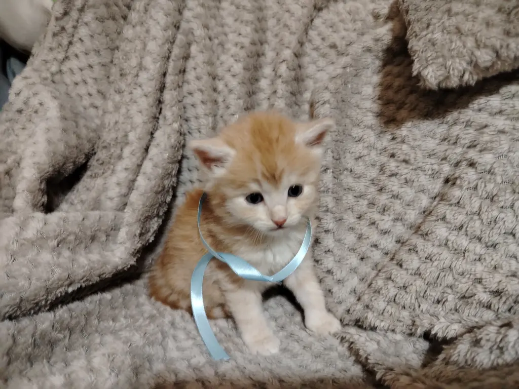 Отдаю котят в добрые руки