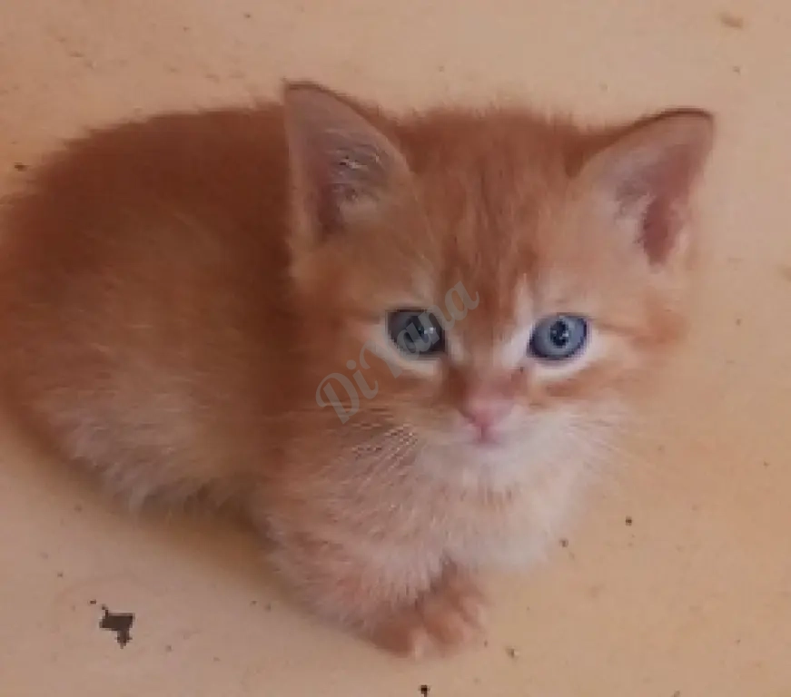 Продаются котята с короткими лапками. Манчкин.