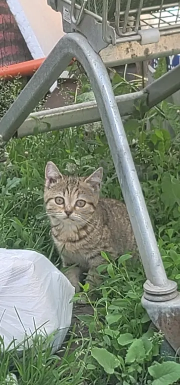 Отдам котят любящим сердечками!