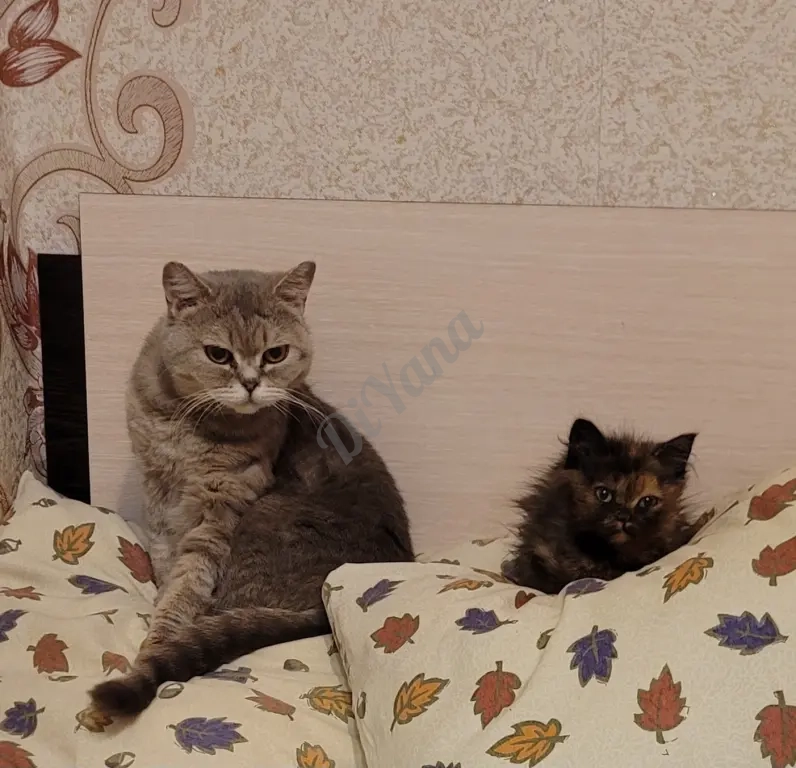 Отдам котят любящим сердечками!
