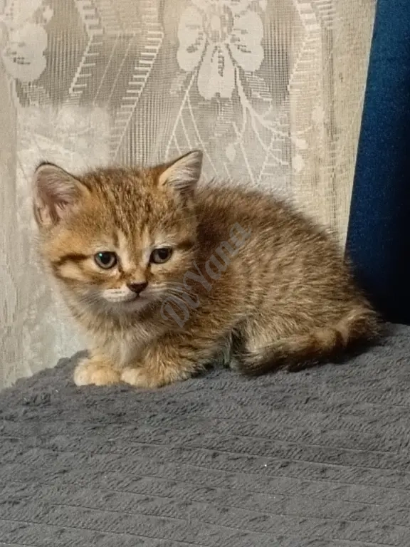 Отдам котят любящим сердечками!