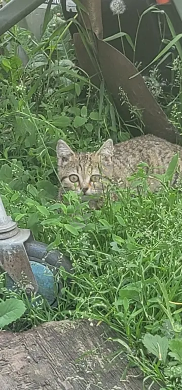 Отдам котят любящим сердечками!