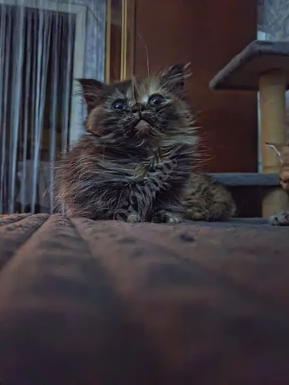Отдам котят любящим сердечками!