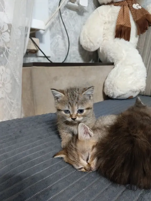 Отдам котят любящим сердечками!