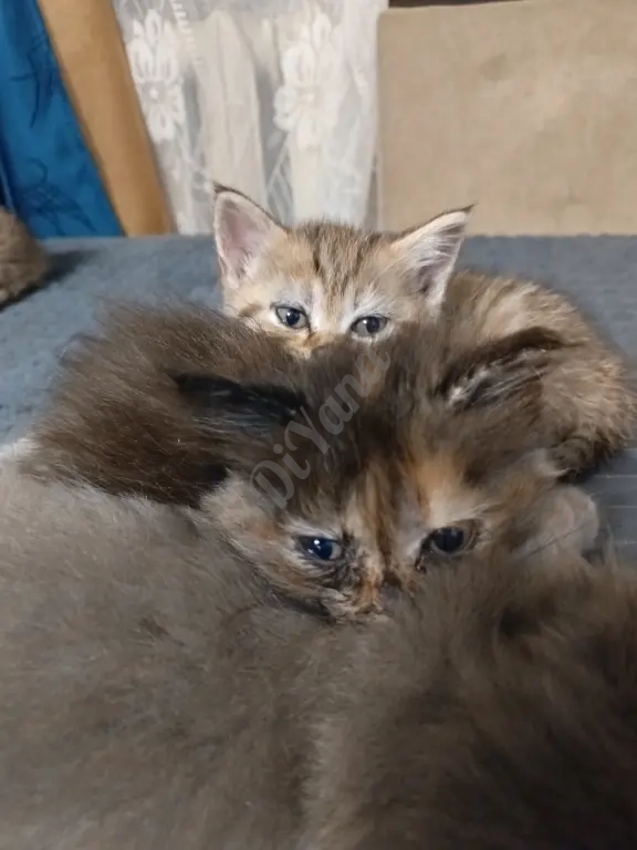 Отдам котят любящим сердечками!