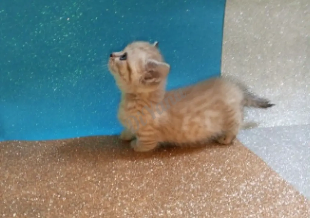 Продаются котята с короткими лапками. Манчкин.