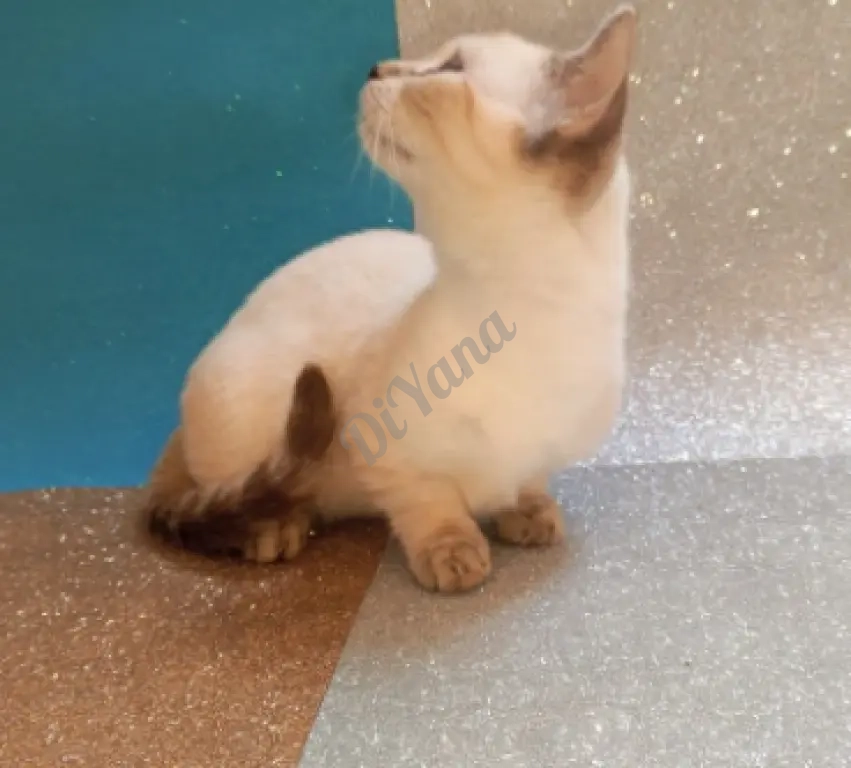 Продаются котята с короткими лапками. Манчкин.
