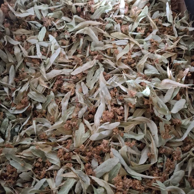 Сушеные цветки липы
