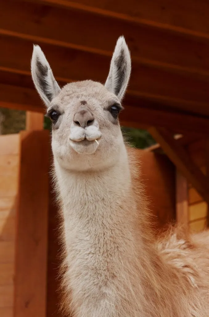 Adult entrance ticket (from 14 years old) to Alpaca Park in Adler (100 rub. + 600 rub. surcharge instead of 1000 rub.)