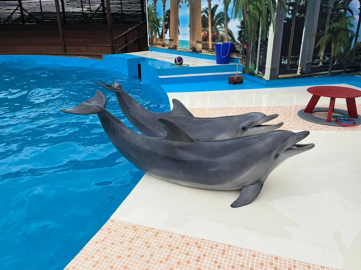Spectacle de dauphins pour une personne