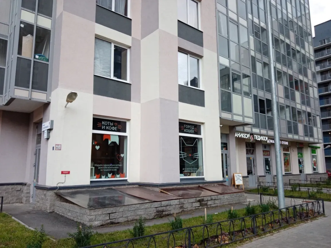 Уютное приключение в знаменитом котокафе Санкт-Петербурга
