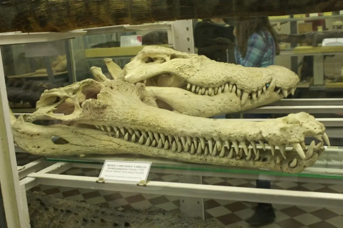 L'un des plus grands musées zoologiques au monde. Il a été fondé en 1832 par séparation de la célèbre Kunstkamera. Les premières expositions comprenaient des coquillages, des préparations à l'alcool, des coraux et des matériaux d'ostéologie, mais au cours de près de deux siècles d'histoire, cette modeste collection s'est agrandie plusieurs fois et occupe désormais plus de trois dizaines de salles. Chacune d'elles est consacrée à des espèces distinctes du monde animal : insectes, cétacés, poissons, amphibiens, mammifères et autres.