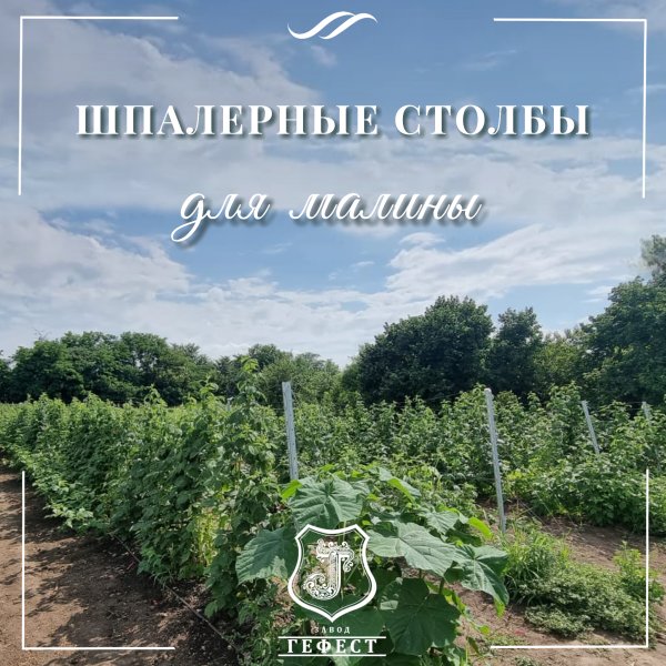 Шпалера для малины из оцинкованной стали
