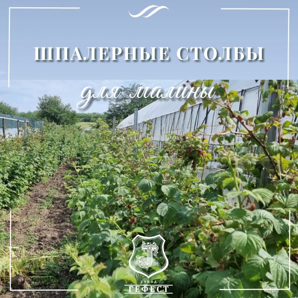 Шпалера для малины из оцинкованной стали