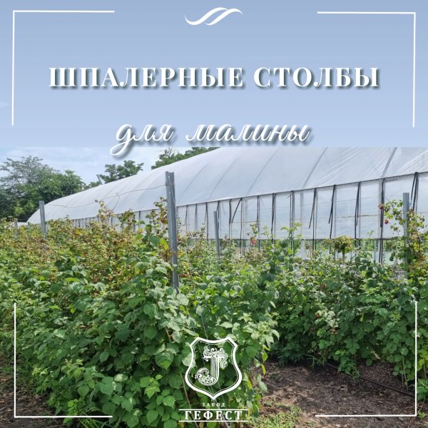 Шпалера для малины из оцинкованной стали