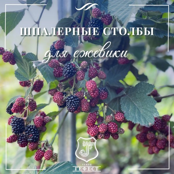Шпалера для ежевики