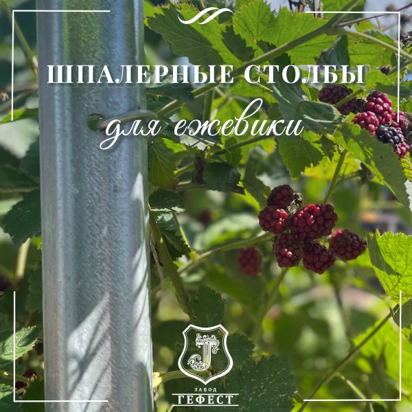 Шпалера для ежевики