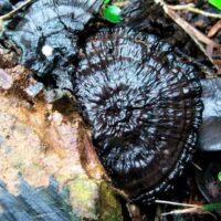 Ганодерма китайская (Ganoderma sinense)