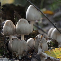 Навозник серый (Coprinopsis atramentaria)