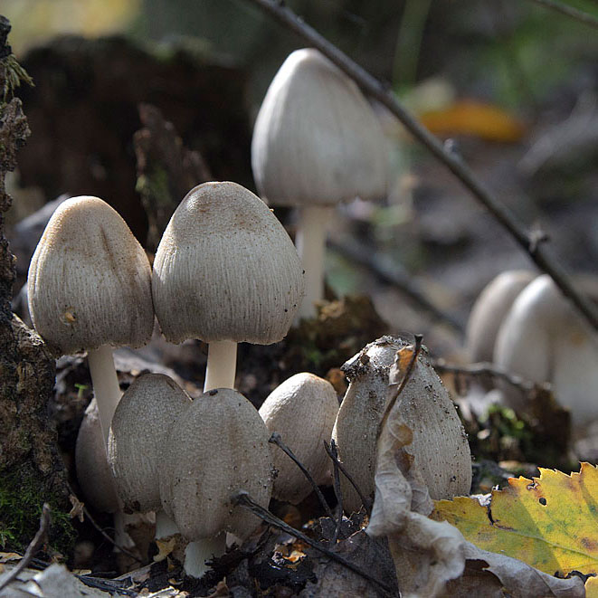 Навозник серый (Coprinopsis atramentaria)