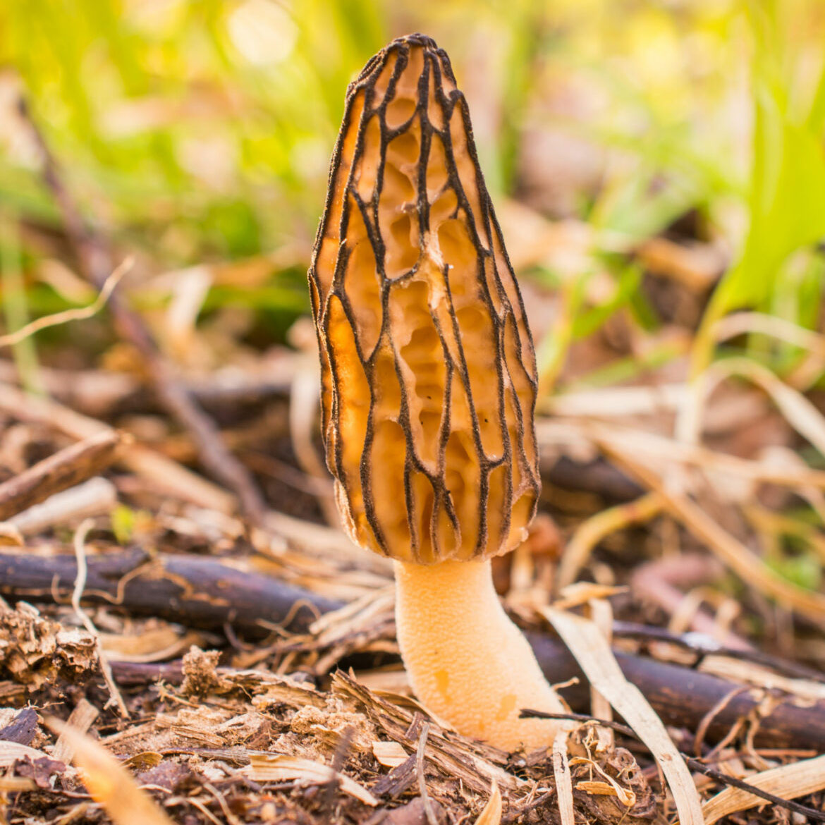 Сморчок высокий (Morchella elata)