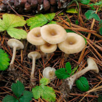 Говорушка желобчатая (Clitocybe vibecina)