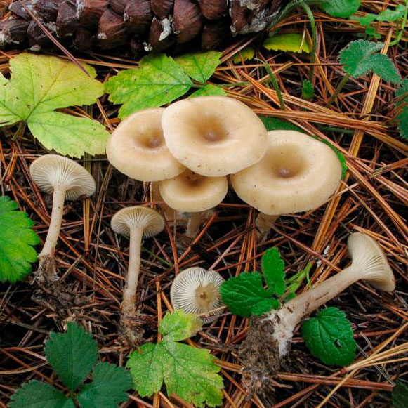 Говорушка желобчатая (Clitocybe vibecina)