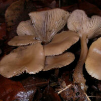 Говорушка зимняя (Clitocybe brumalis)