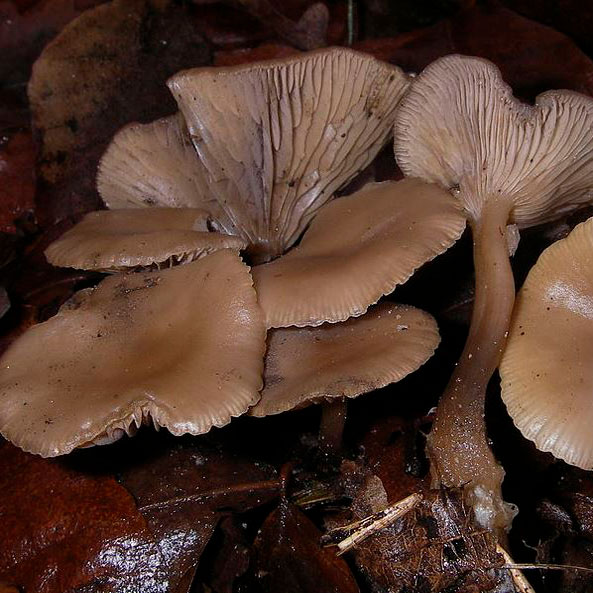 Говорушка зимняя (Clitocybe brumalis)