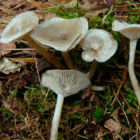 Clitocybe augeana