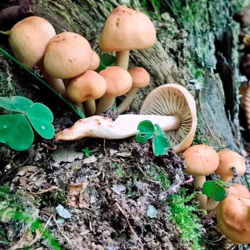 Коллибия веретеногая (Gymnopus fusipes)