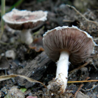 Шампиньон изящный (Agaricus comtulus)