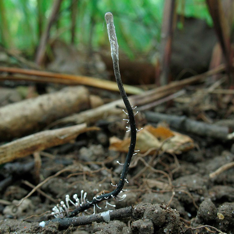 Кордицепс серо-пепельный (Cordyceps entomorrhiza)