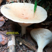 Говорушка блюдцевидная (Clitocybe catinus)