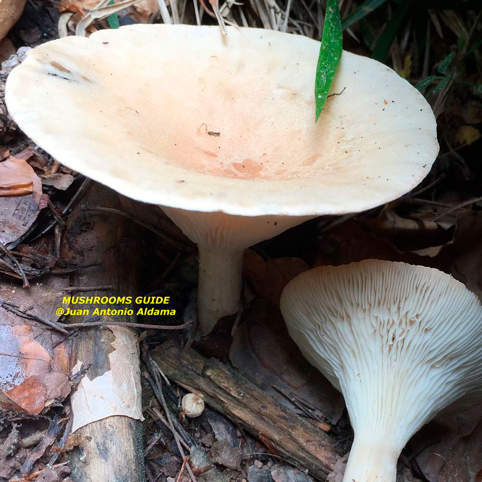 Говорушка блюдцевидная (Clitocybe catinus)