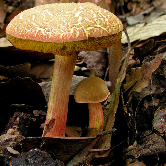 Моховик розовоногий (Xerocomellus truncatus)