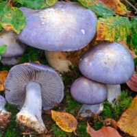 Паутинник Терпсихоры (Cortinarius terpsichores)