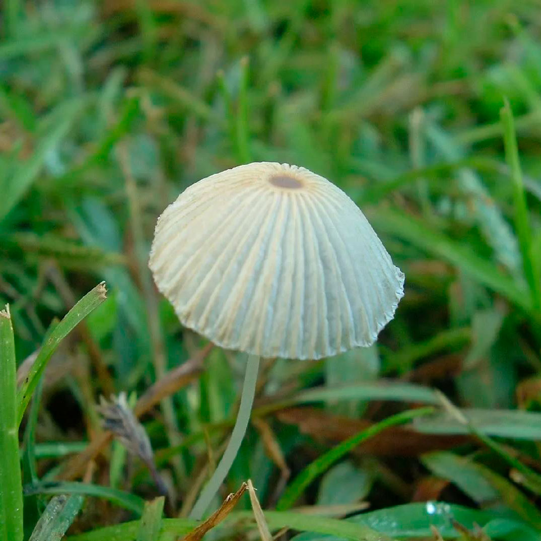 Навозник складчатый (Parasola plicatilis) 
